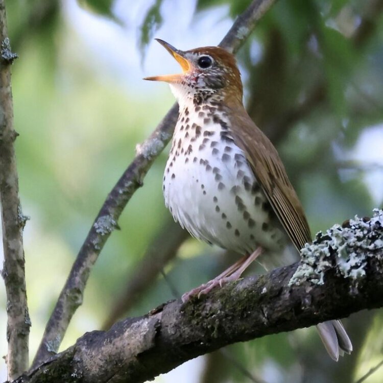Birds such as this wood thrush are among the beneficiaries of the large blocks of Arc-protected forests.