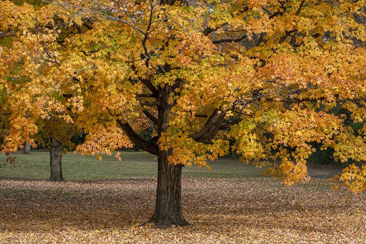 Smith Park, located at the intersection of Tytus Road and Verity Parkway, is the largest of the city’s parks spanning 96 acres .