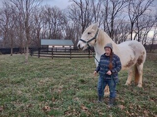 Rachel's favorite draft horse Ivy