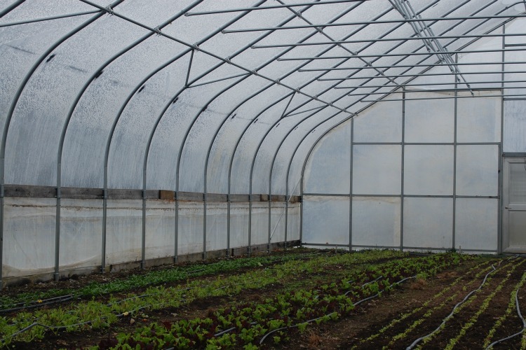 Greenhouses help certain vegetables grow year-round.