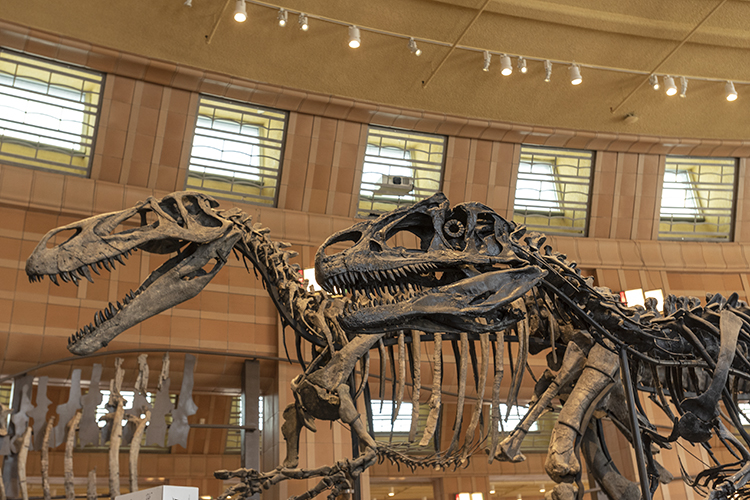 The new Dino Hall in the Museum of Natural History & Science.