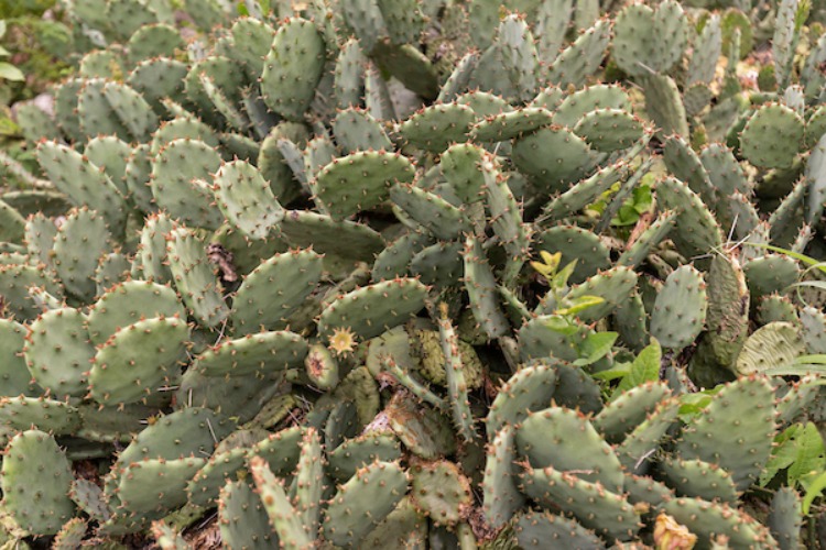 Eastern Prickly Pear