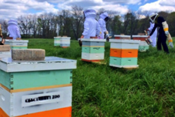 Zoo staff and volunteers take care of the bees on Bowyer Farm.