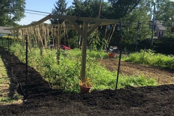 A farm plot in Westwood that provides fresh produce to Jubilee Market.