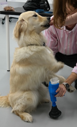 Tiny being fitted with the 3D-printed leg