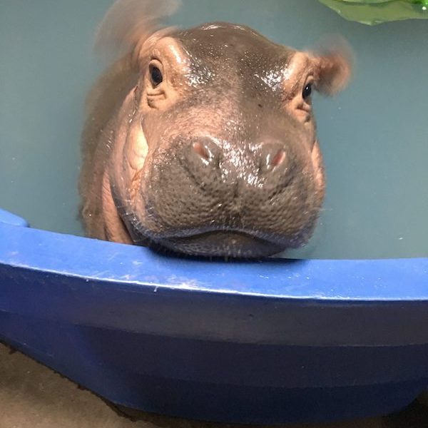 Fiona caught mid-ear wiggle while chilling in her pool.