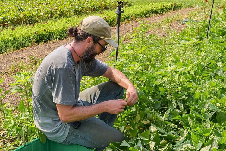 Nathan Bundy, Greenacres Foundation’s garden site supervisor, cultivates green beans at the Indian Hill location.