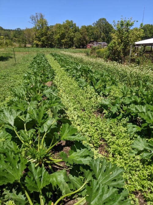 Glenn’s Morning View, Ky. farm emphasizes root vegetables and greens.