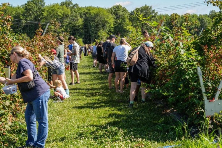 Blackberry picking has become a signature late-summer Blooms and Berries event for foodies, bakers, and canners, among others.