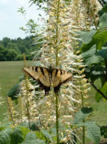 Interact with butterflies at Boone County Arboretum